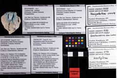 Foto (Objket + Etiketten) von Mesogalathea striata (Remes) 